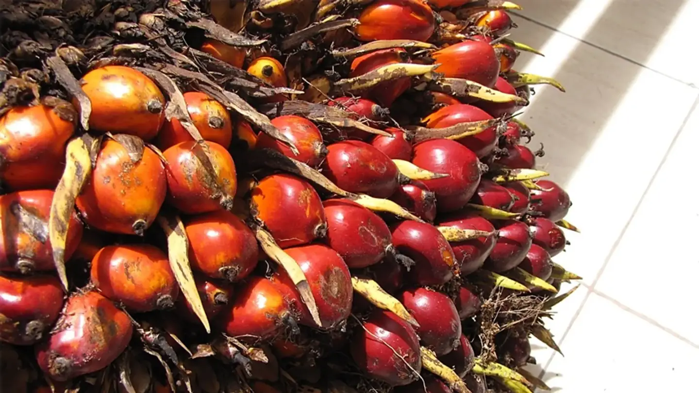 Oil Palm (Elaeis guineensis) growing in conditions that show its characteristic leaves, stems, flowers, or harvest organ