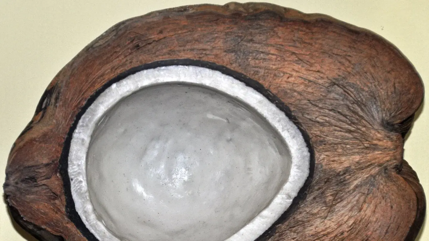 Coconut (Cocos nucifera) growing in conditions that show its characteristic leaves, stems, flowers, or harvest organ