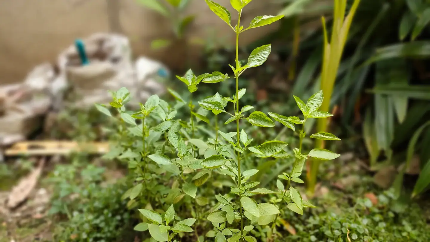 Lemon Basil (Ocimum × africanum) growing in conditions that show its characteristic leaves, stems, flowers, or harvest organ