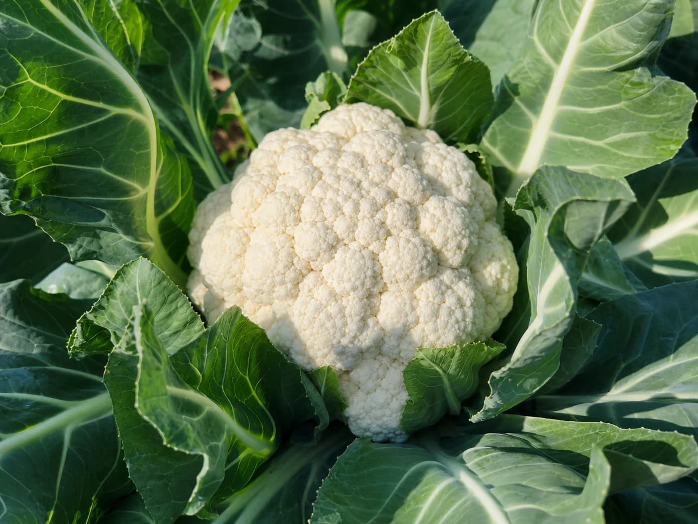 Cauliflower (Brassica oleracea var. botrytis) growing in conditions that show its characteristic leaves, stems, flowers, or harvest organ