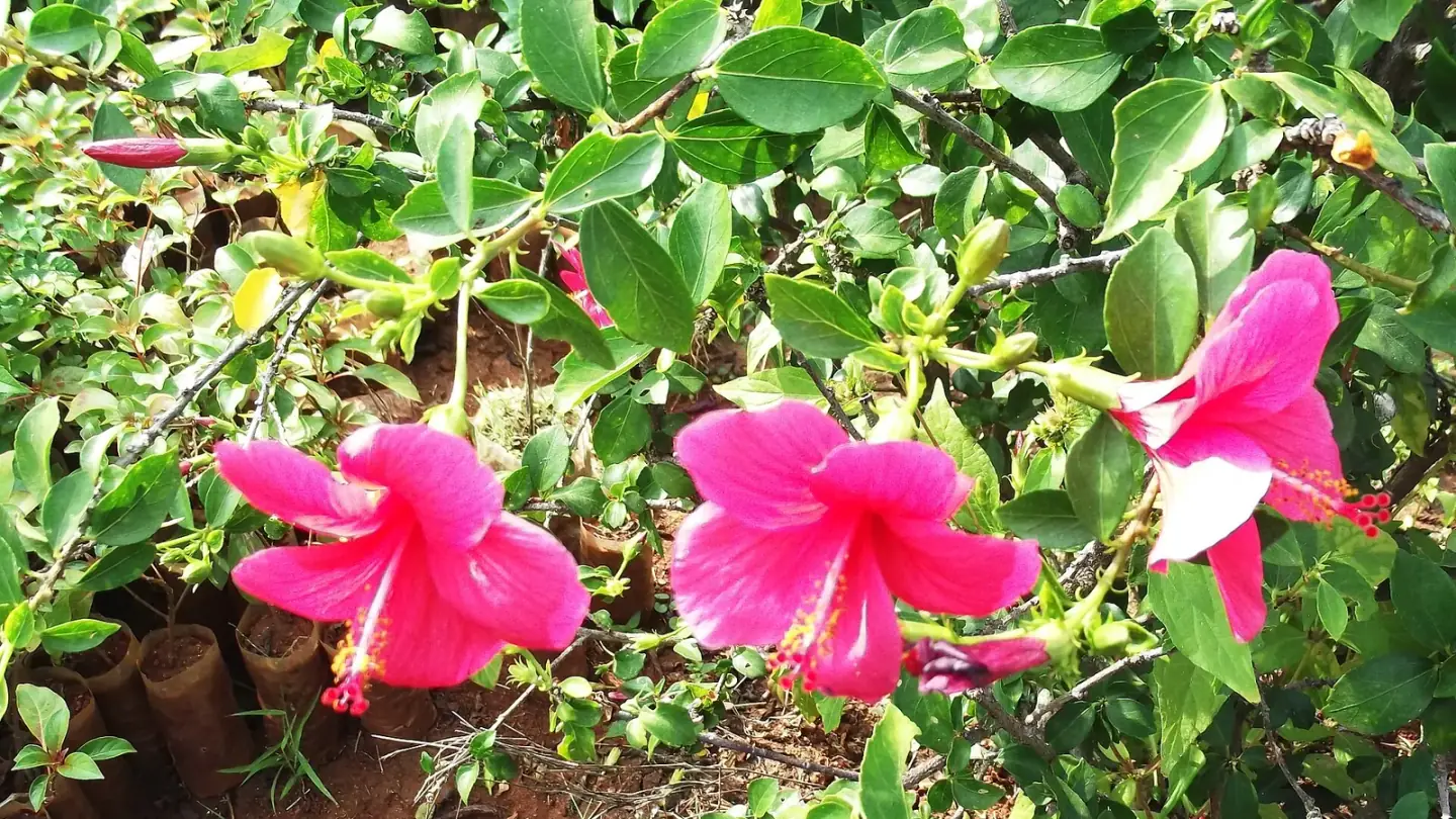 Hibiscus (Hibiscus rosa-sinensis) growing in conditions that show its characteristic leaves, stems, flowers, or harvest organ