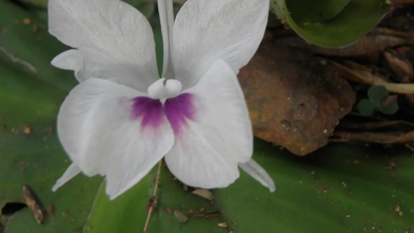 Aromatic Ginger (Kaempferia galanga) growing in conditions that show its characteristic leaves, stems, flowers, or harvest organ
