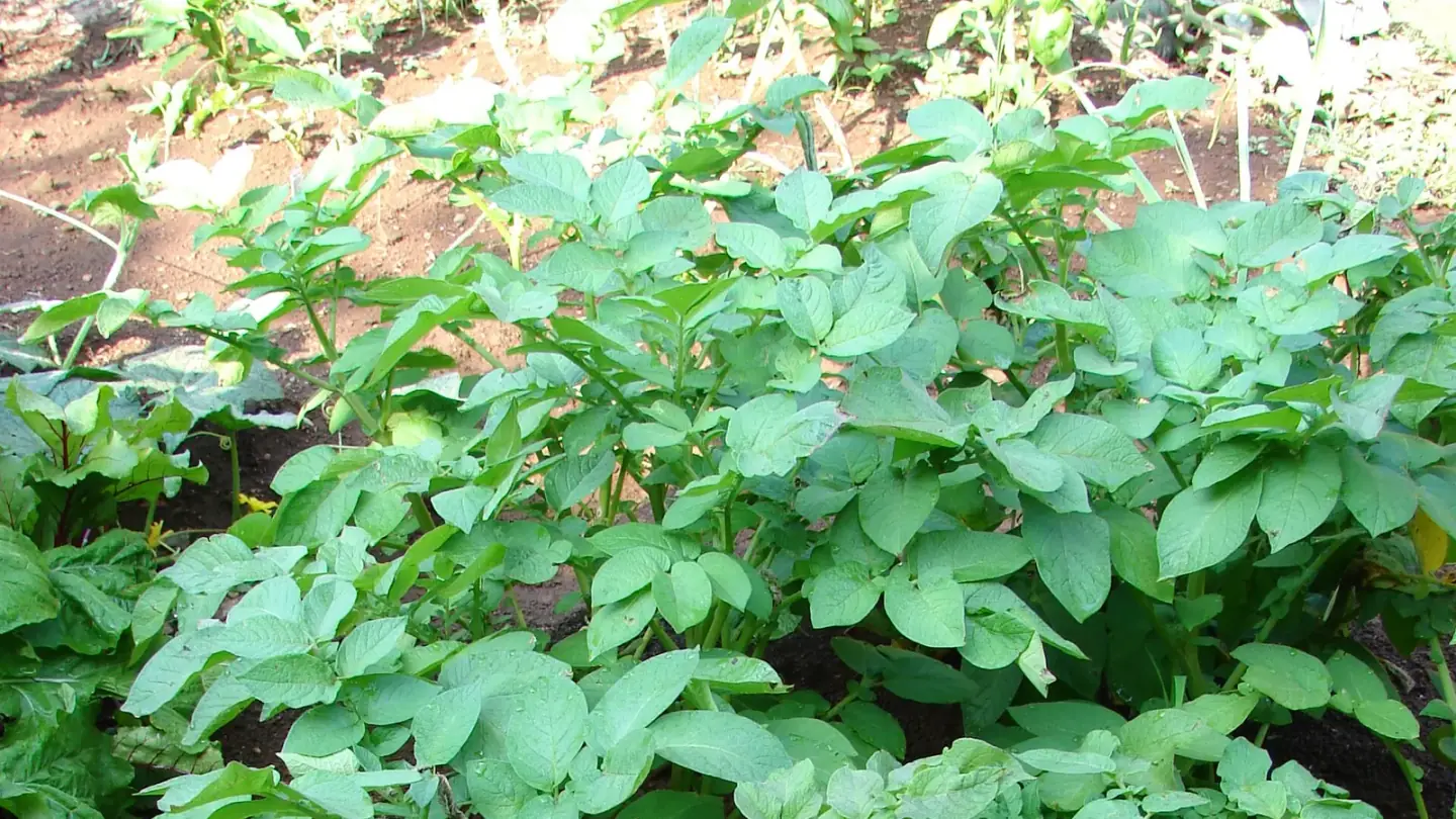 Potato (Solanum tuberosum) growing in conditions that show its characteristic leaves, stems, flowers, or harvest organ
