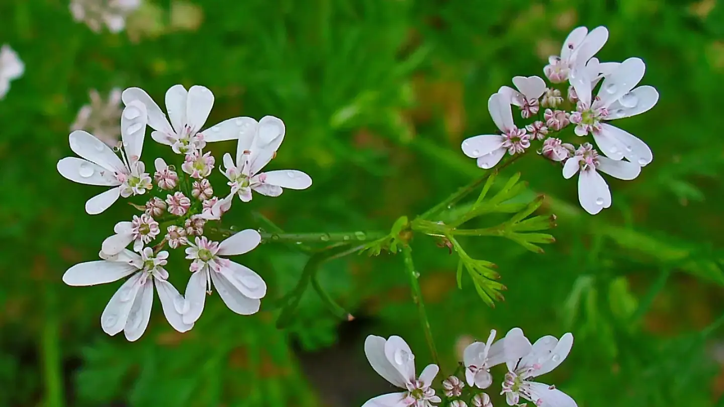 Coriander (Coriandrum sativum) growing in conditions that show its characteristic leaves, stems, flowers, or harvest organ