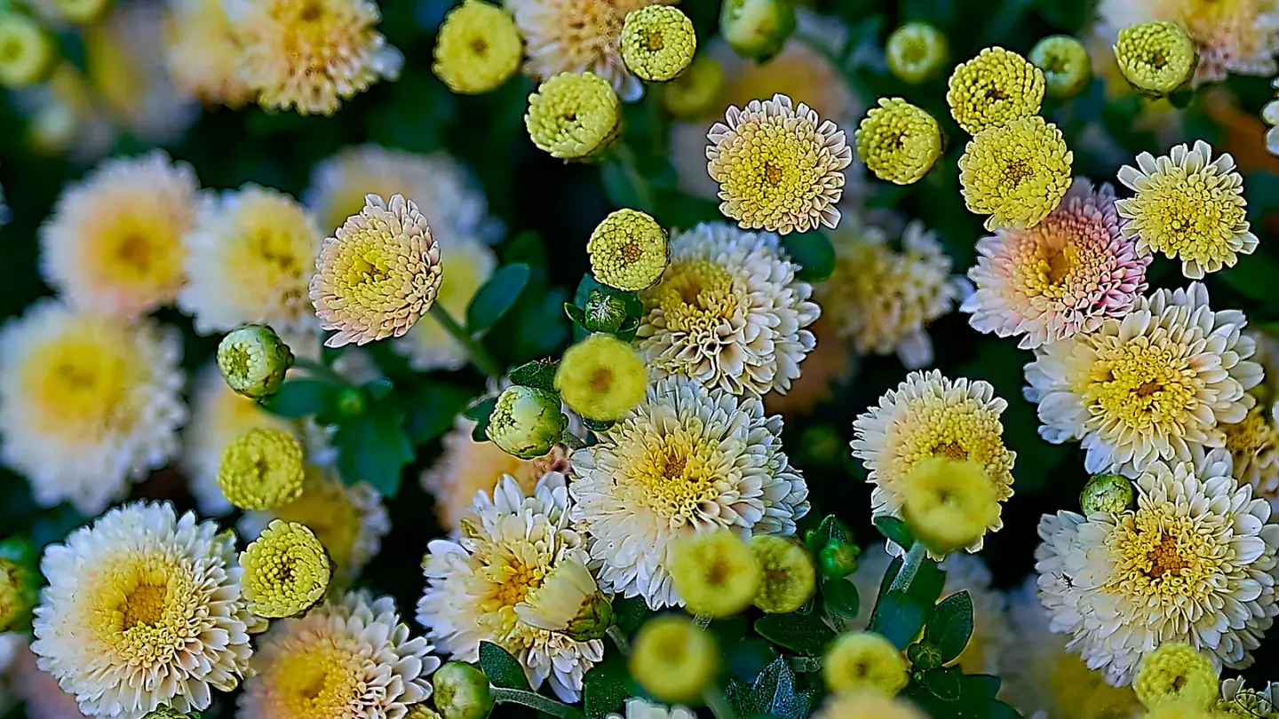 Chrysanthemum (Chrysanthemum × morifolium) growing in conditions that show its characteristic leaves, stems, flowers, or harvest organ