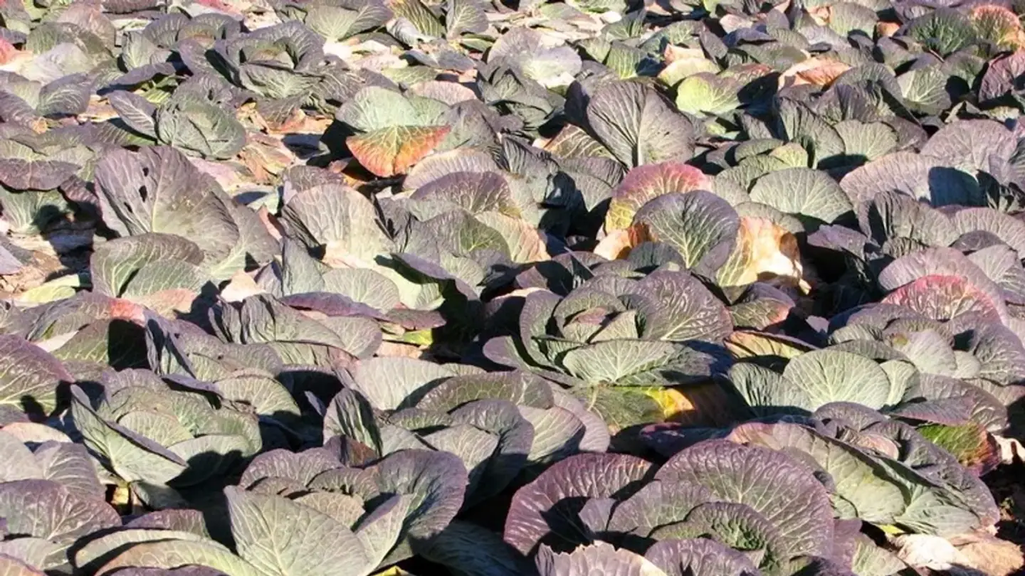 Cabbage (Brassica oleracea var. capitata) growing in conditions that show its characteristic leaves, stems, flowers, or harvest organ