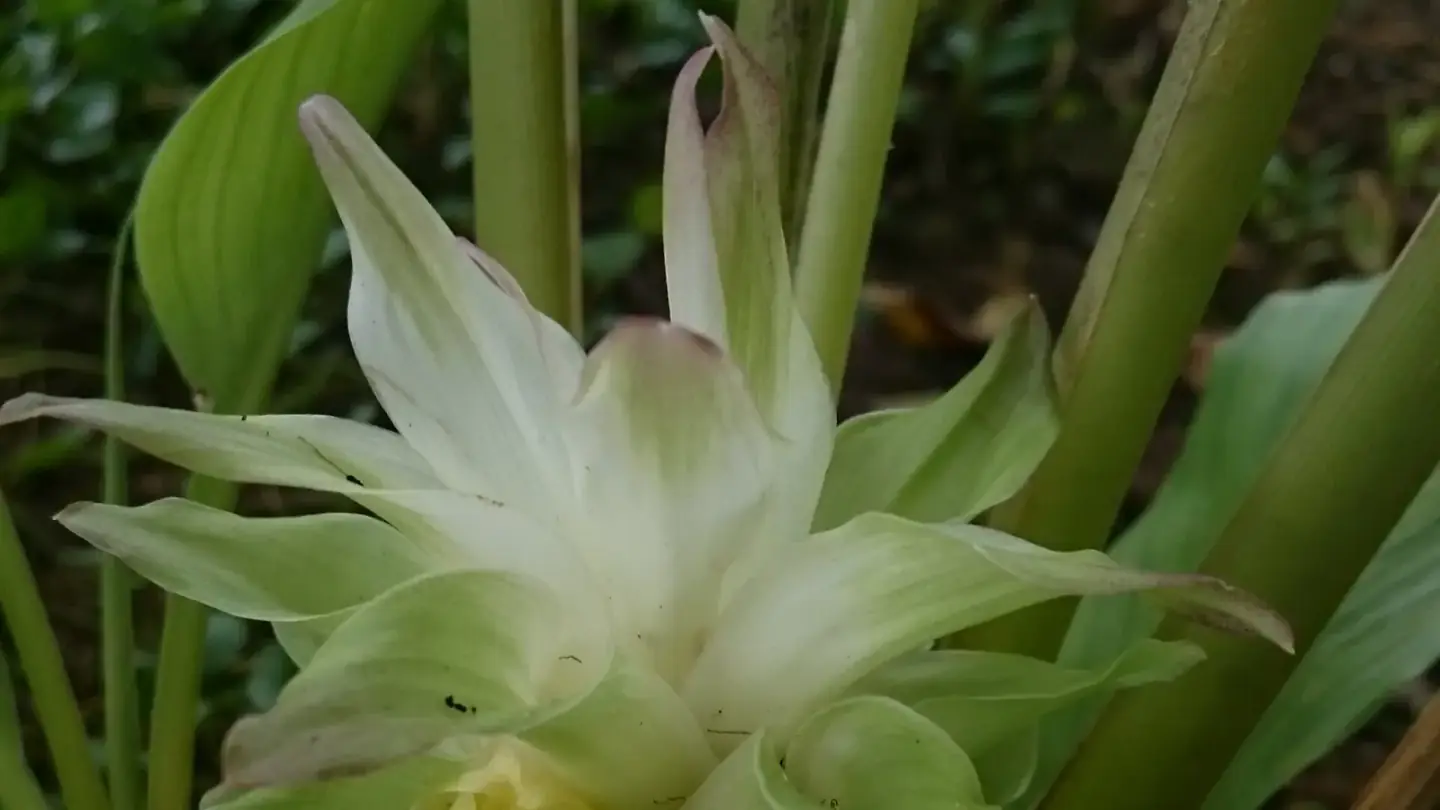 Turmeric (Curcuma longa) growing in conditions that show its characteristic leaves, stems, flowers, or harvest organ