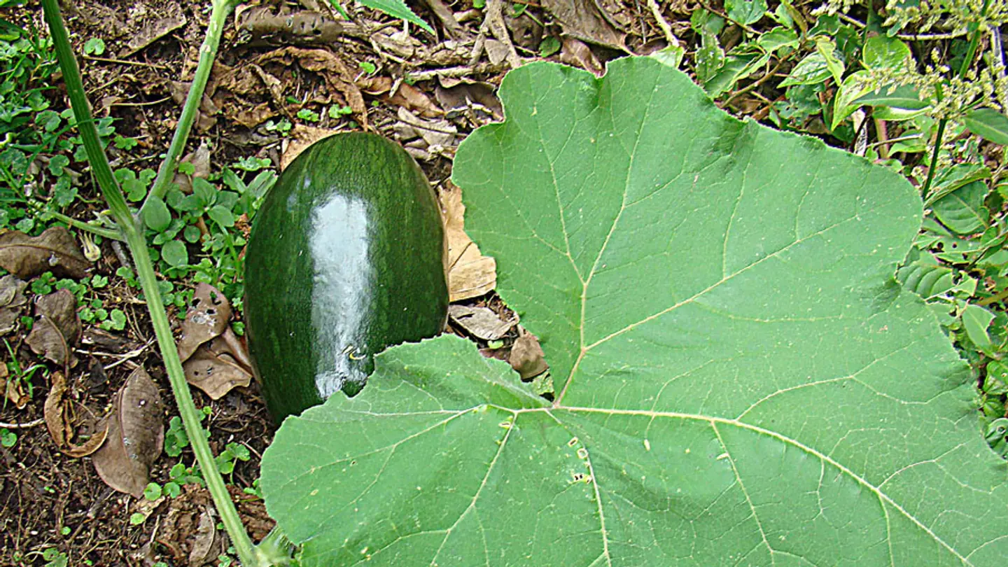 Pumpkin (Cucurbita moschata) growing in conditions that show its characteristic leaves, stems, flowers, or harvest organ
