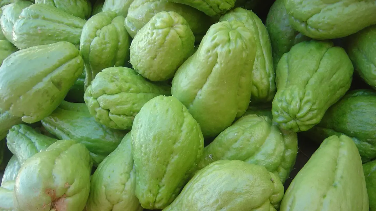 Chayote (Sechium edule) growing in conditions that show its characteristic leaves, stems, flowers, or harvest organ