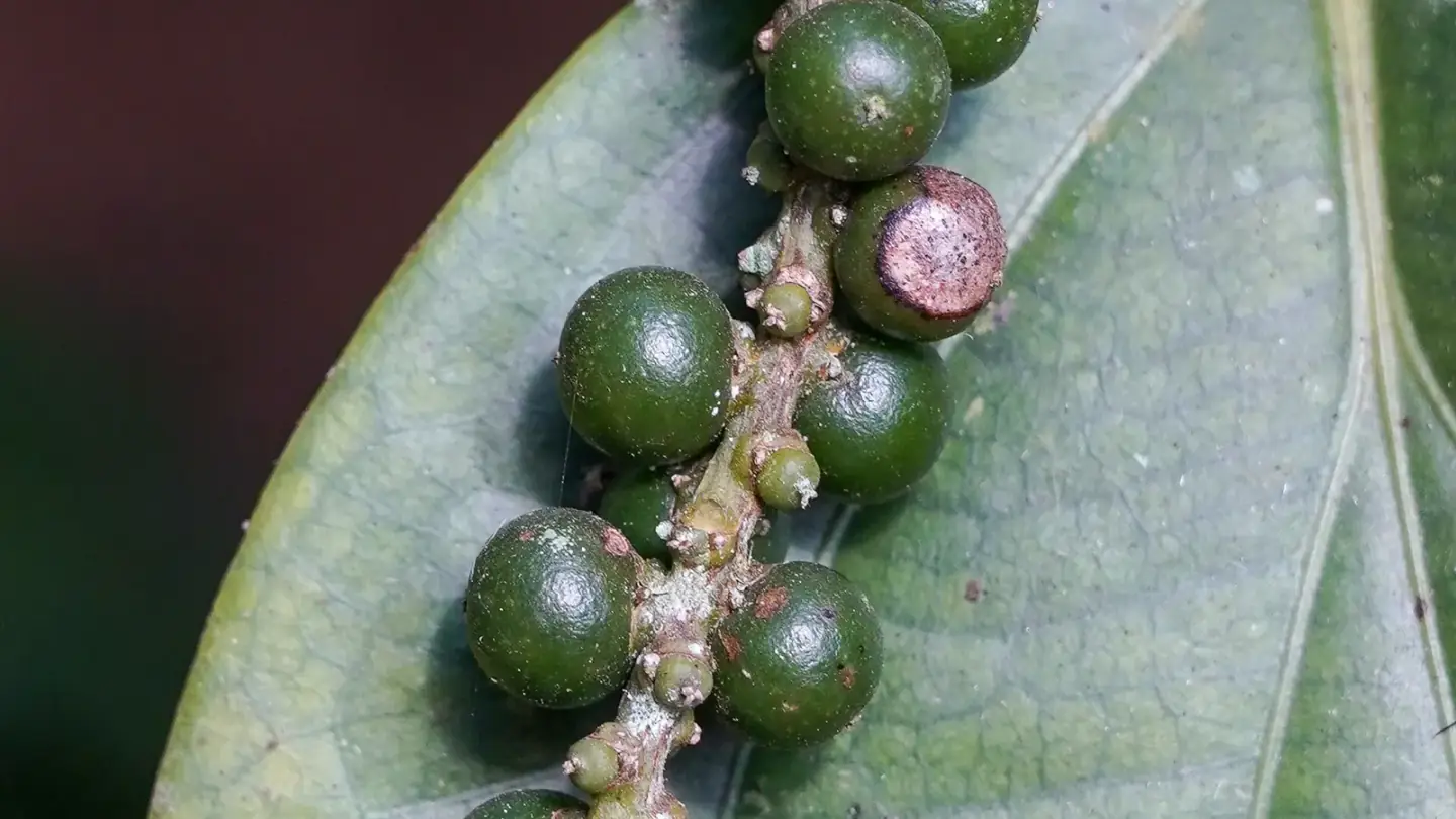Black Pepper (Piper nigrum) growing in conditions that show its characteristic leaves, stems, flowers, or harvest organ