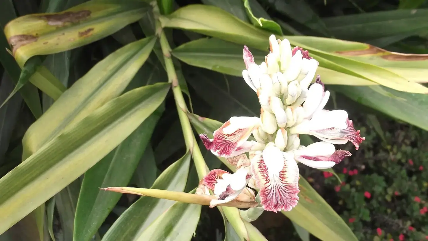 Galangal (Alpinia galanga) growing in conditions that show its characteristic leaves, stems, flowers, or harvest organ