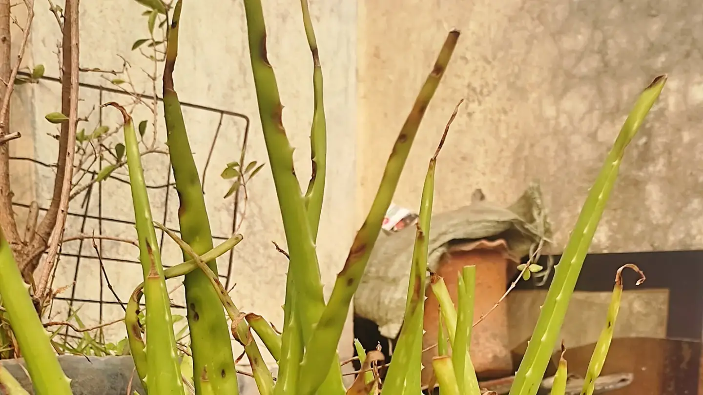 Aloe Vera (Aloe vera) growing in conditions that show its characteristic leaves, stems, flowers, or harvest organ