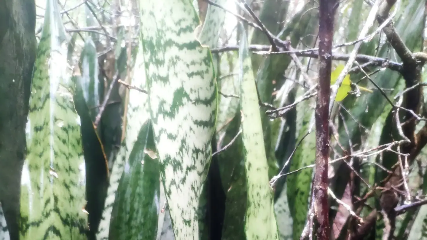 Snake Plant (Dracaena trifasciata) growing in conditions that show its characteristic leaves, stems, flowers, or harvest organ