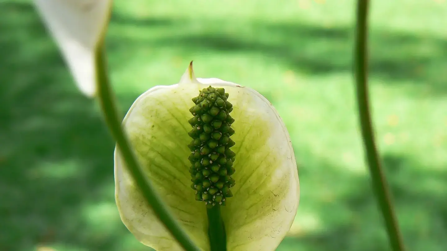 Peace Lily (Spathiphyllum wallisii) growing in conditions that show its characteristic leaves, stems, flowers, or harvest organ