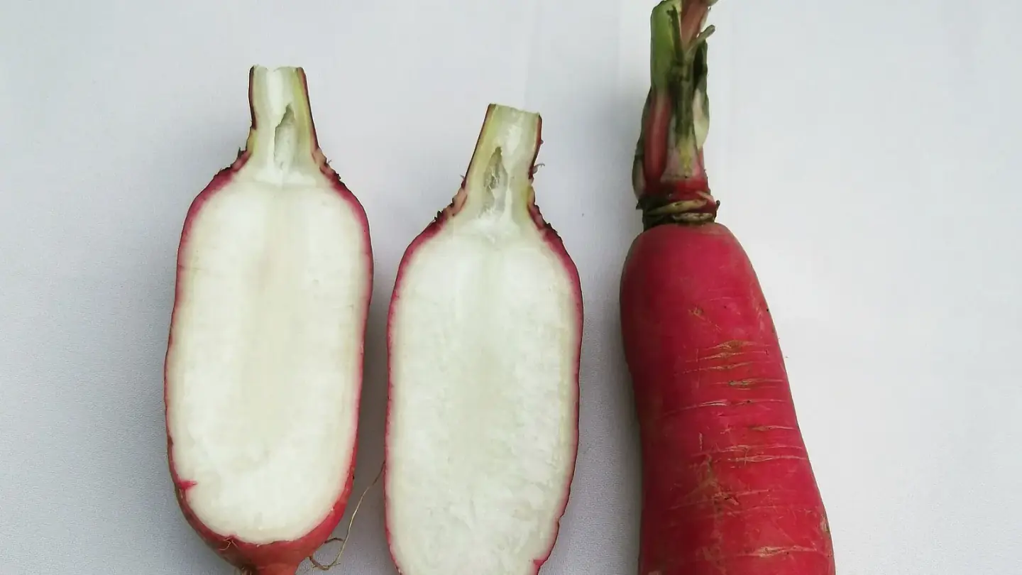 Radish (Raphanus sativus) growing in conditions that show its characteristic leaves, stems, flowers, or harvest organ