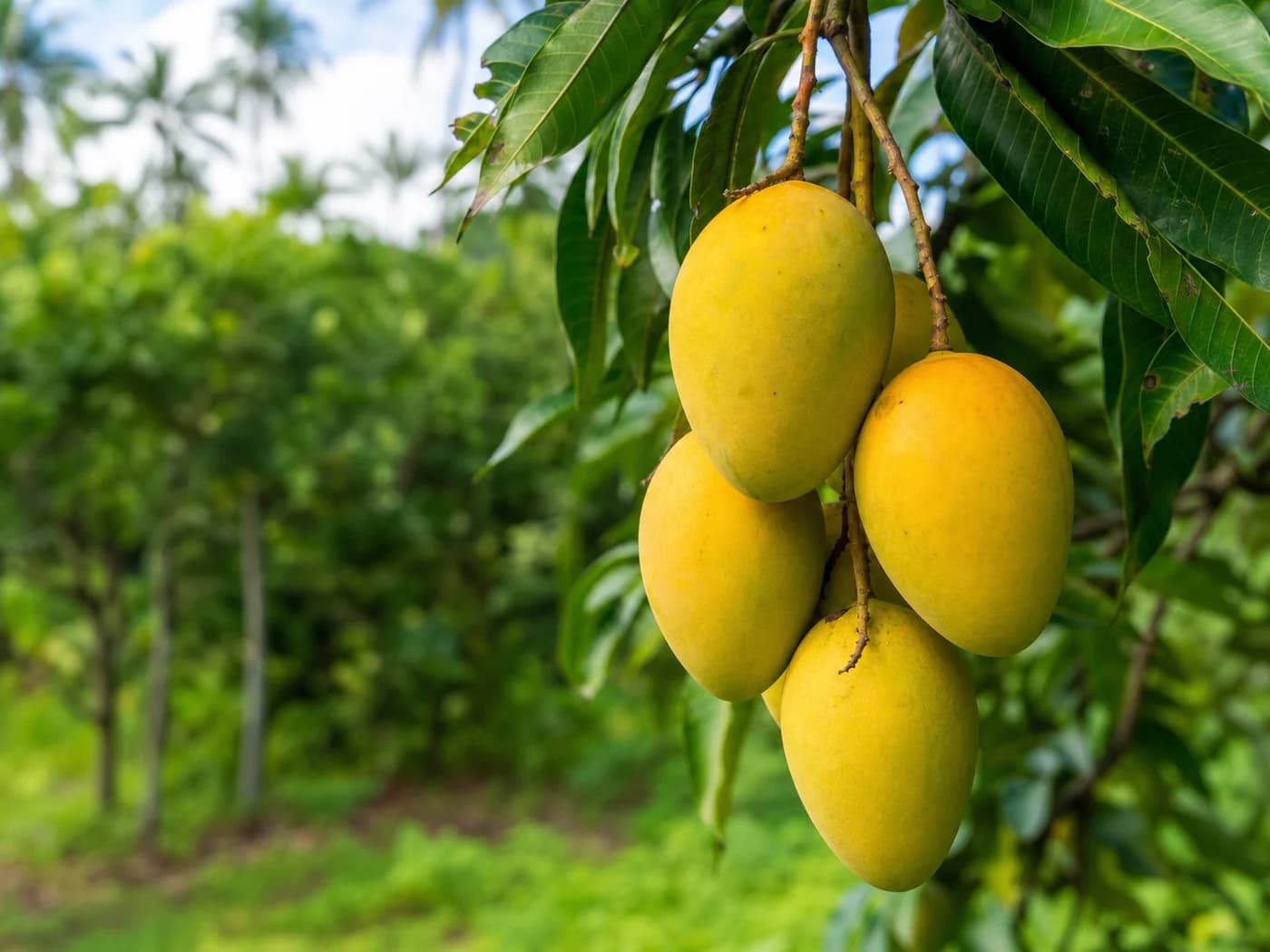 Mango (Mangifera indica) growing in conditions that show its characteristic leaves, stems, flowers, or harvest organ