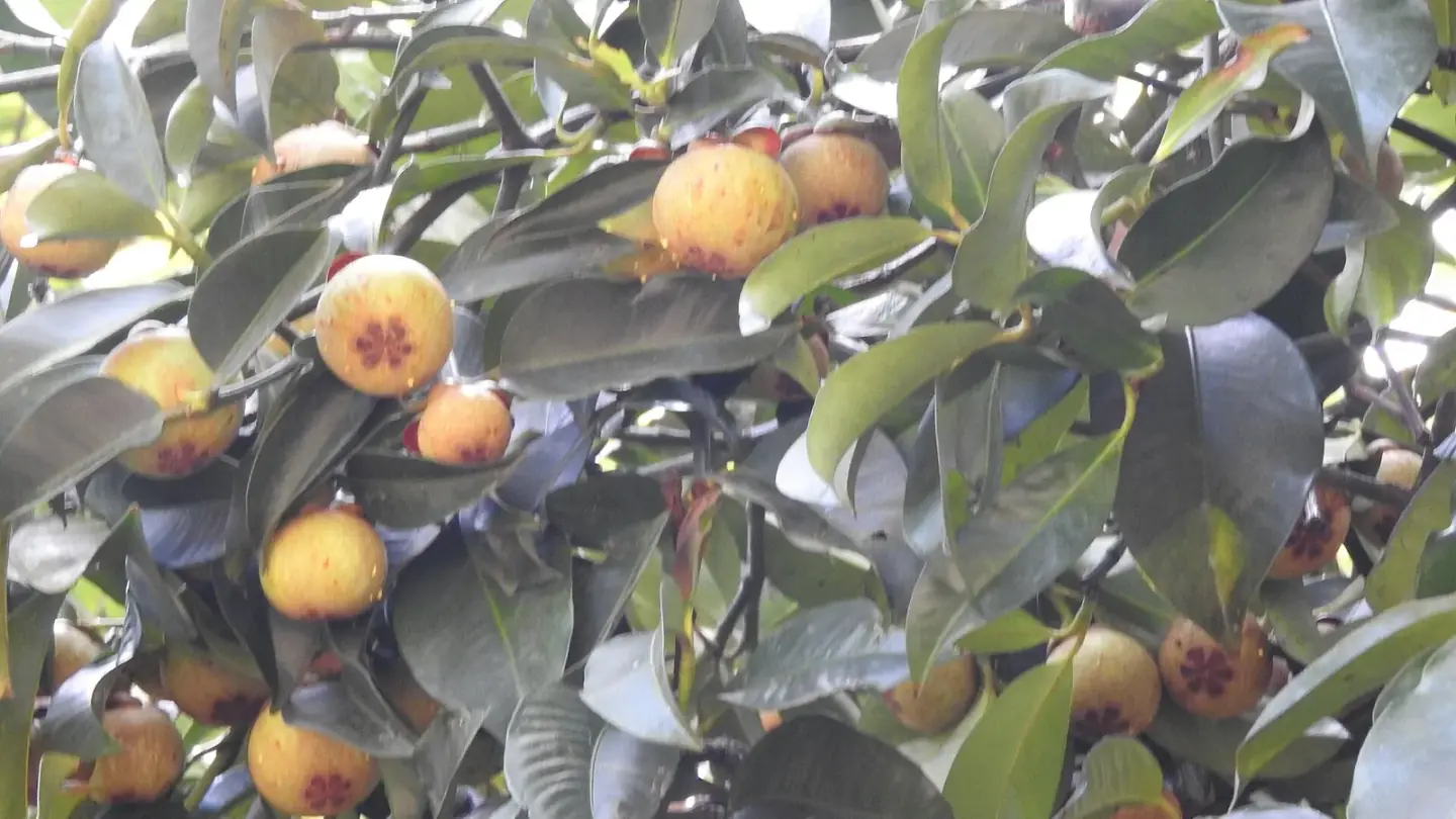 Mangosteen (Garcinia mangostana) growing in conditions that show its characteristic leaves, stems, flowers, or harvest organ