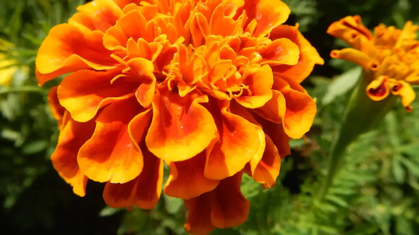 Marigold (Tagetes erecta) growing in conditions that show its characteristic leaves, stems, flowers, or harvest organ