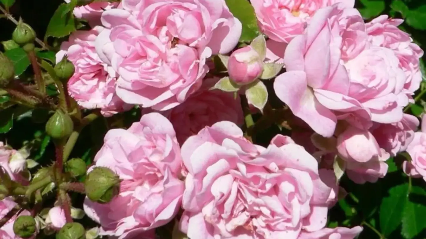 Rose (Rosa spp.) growing in conditions that show its characteristic leaves, stems, flowers, or harvest organ