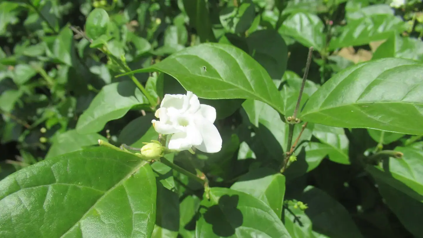 Arabian Jasmine (Jasminum sambac) growing in conditions that show its characteristic leaves, stems, flowers, or harvest organ