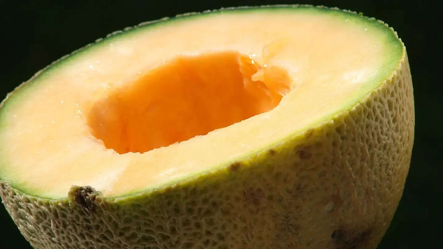 Melon (Cucumis melo) growing in conditions that show its characteristic leaves, stems, flowers, or harvest organ