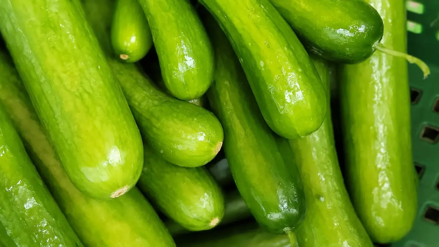 Cucumber (Cucumis sativus) growing in conditions that show its characteristic leaves, stems, flowers, or harvest organ