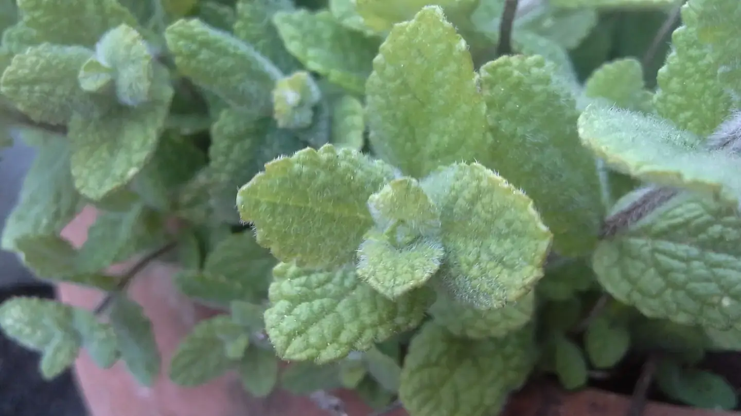 Mint (Mentha spp.) growing in conditions that show its characteristic leaves, stems, flowers, or harvest organ