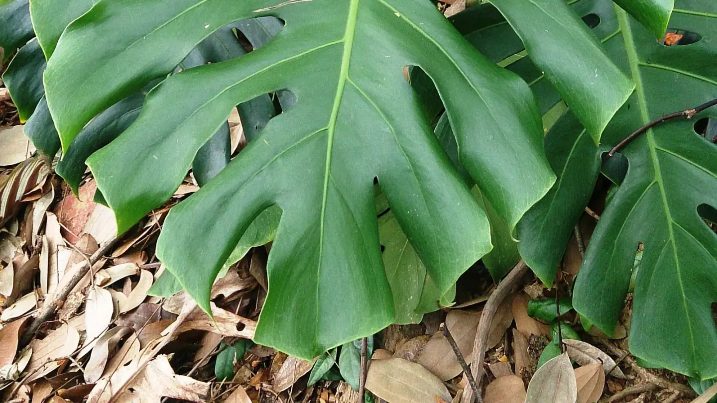 Monstera (Monstera deliciosa) growing in conditions that show its characteristic leaves, stems, flowers, or harvest organ
