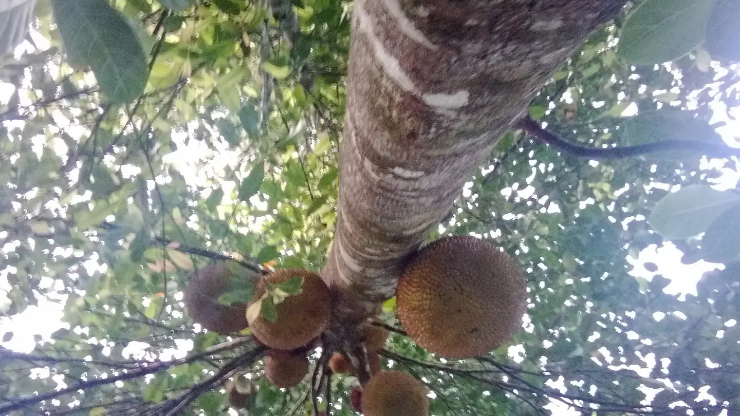 Jackfruit (Artocarpus heterophyllus) growing in conditions that show its characteristic leaves, stems, flowers, or harvest organ
