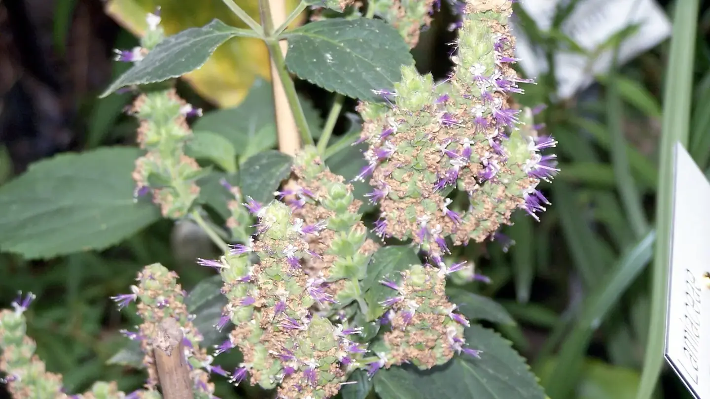 Patchouli (Pogostemon cablin) growing in conditions that show its characteristic leaves, stems, flowers, or harvest organ