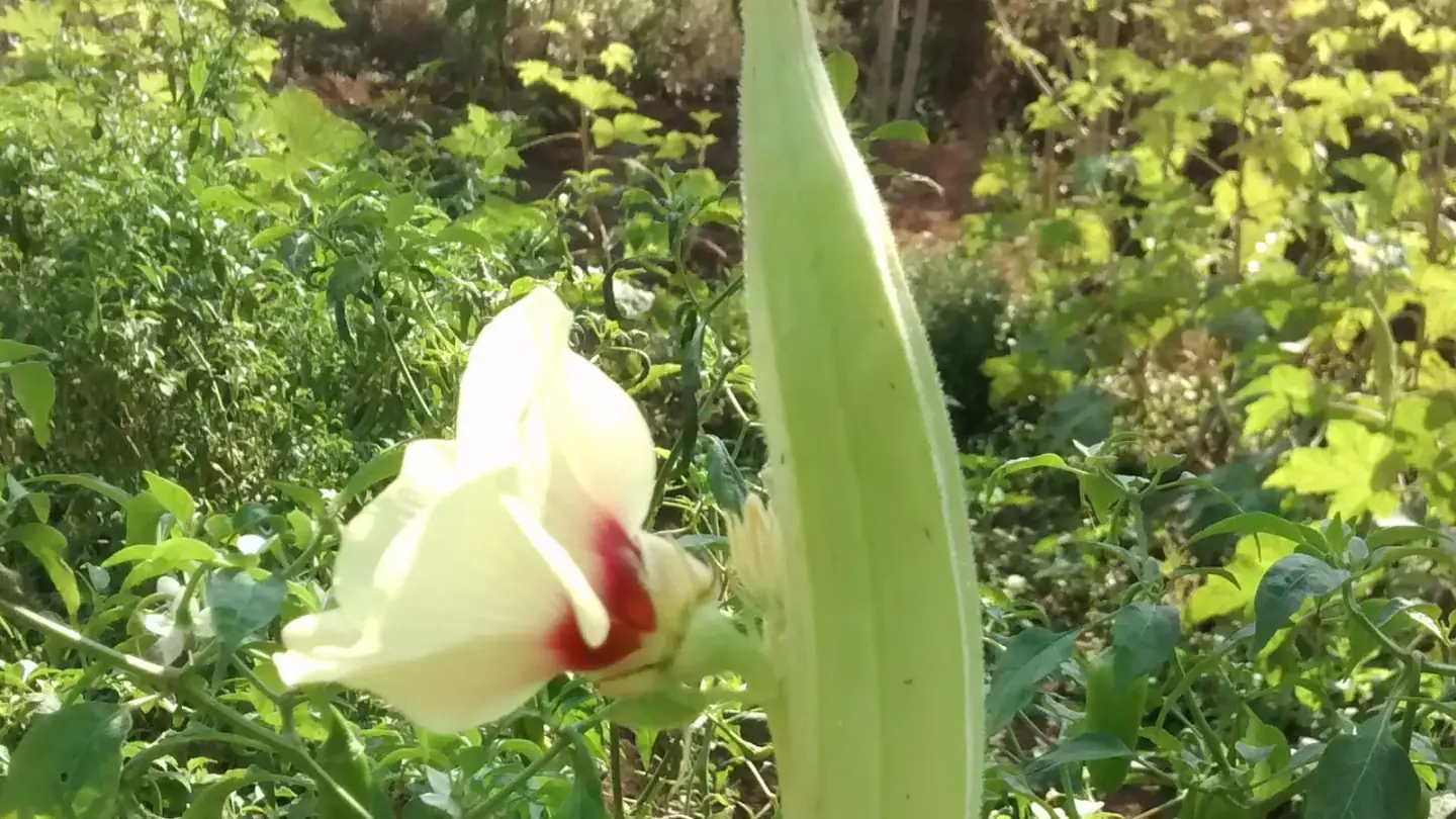 Okra (Abelmoschus esculentus) growing in conditions that show its characteristic leaves, stems, flowers, or harvest organ