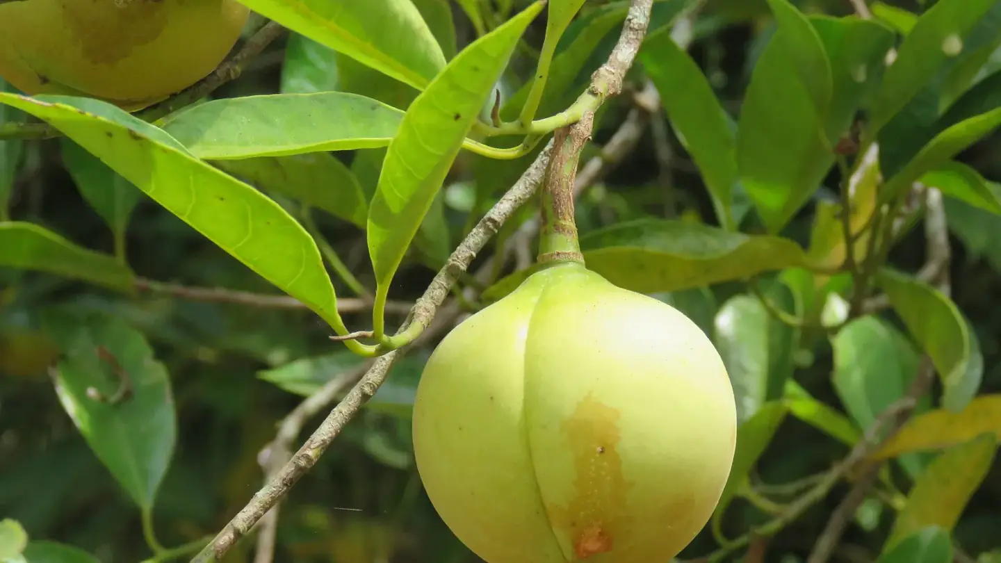 Nutmeg (Myristica fragrans) growing in conditions that show its characteristic leaves, stems, flowers, or harvest organ