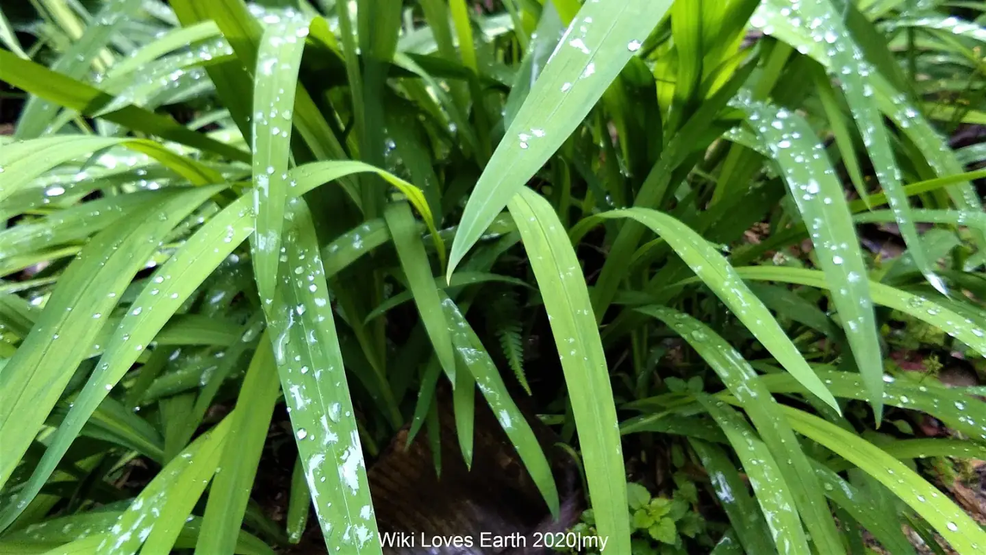 Pandan (Pandanus amaryllifolius) growing in conditions that show its characteristic leaves, stems, flowers, or harvest organ