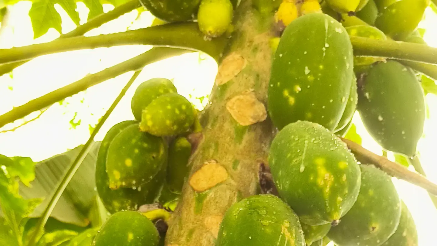 Papaya (Carica papaya) growing in conditions that show its characteristic leaves, stems, flowers, or harvest organ