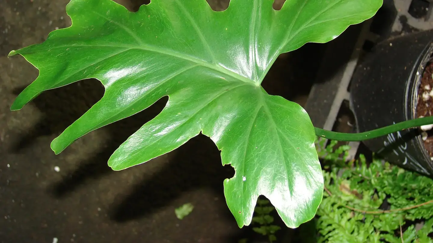 Philodendron (Philodendron spp.) growing in conditions that show its characteristic leaves, stems, flowers, or harvest organ