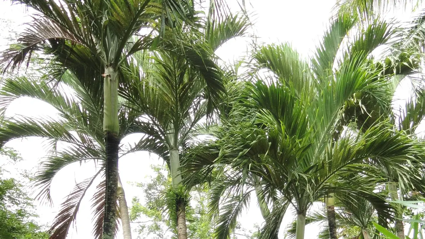 Areca Palm (Areca catechu) growing in conditions that show its characteristic leaves, stems, flowers, or harvest organ