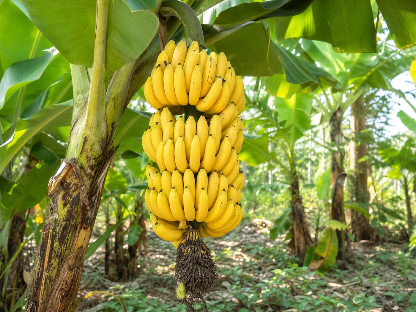 Banana (Musa spp.) growing in conditions that show its characteristic leaves, stems, flowers, or harvest organ