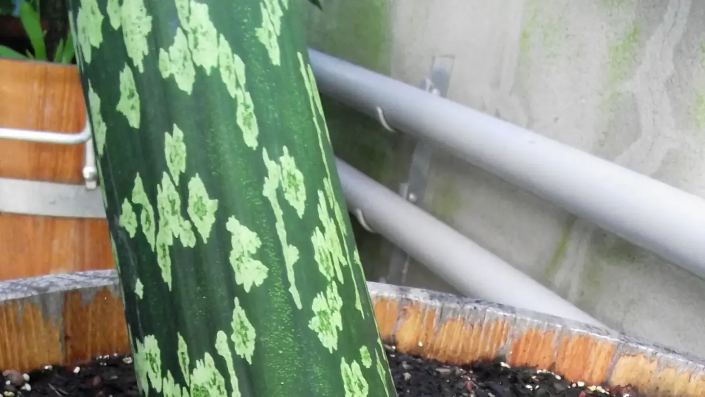 Porang (Amorphophallus muelleri) growing in conditions that show its characteristic leaves, stems, flowers, or harvest organ