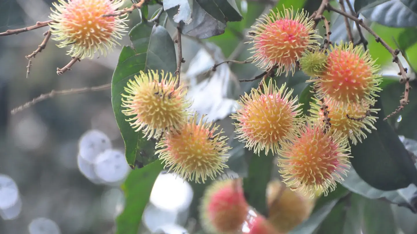 Rambutan (Nephelium lappaceum) growing in conditions that show its characteristic leaves, stems, flowers, or harvest organ