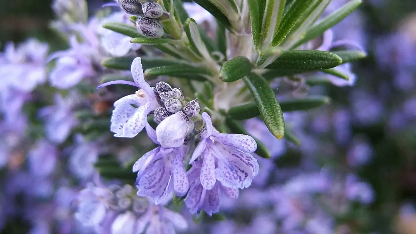 Rosemary (Salvia rosmarinus) growing in conditions that show its characteristic leaves, stems, flowers, or harvest organ