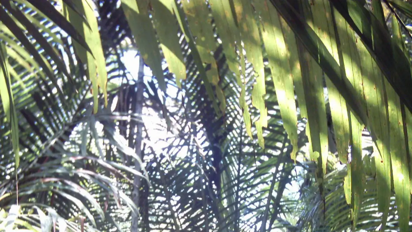 Sago Palm (Metroxylon sagu) growing in conditions that show its characteristic leaves, stems, flowers, or harvest organ