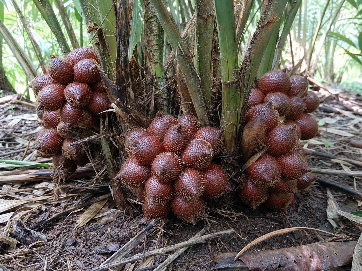 Snake Fruit (Salacca zalacca) growing in conditions that show its characteristic leaves, stems, flowers, or harvest organ