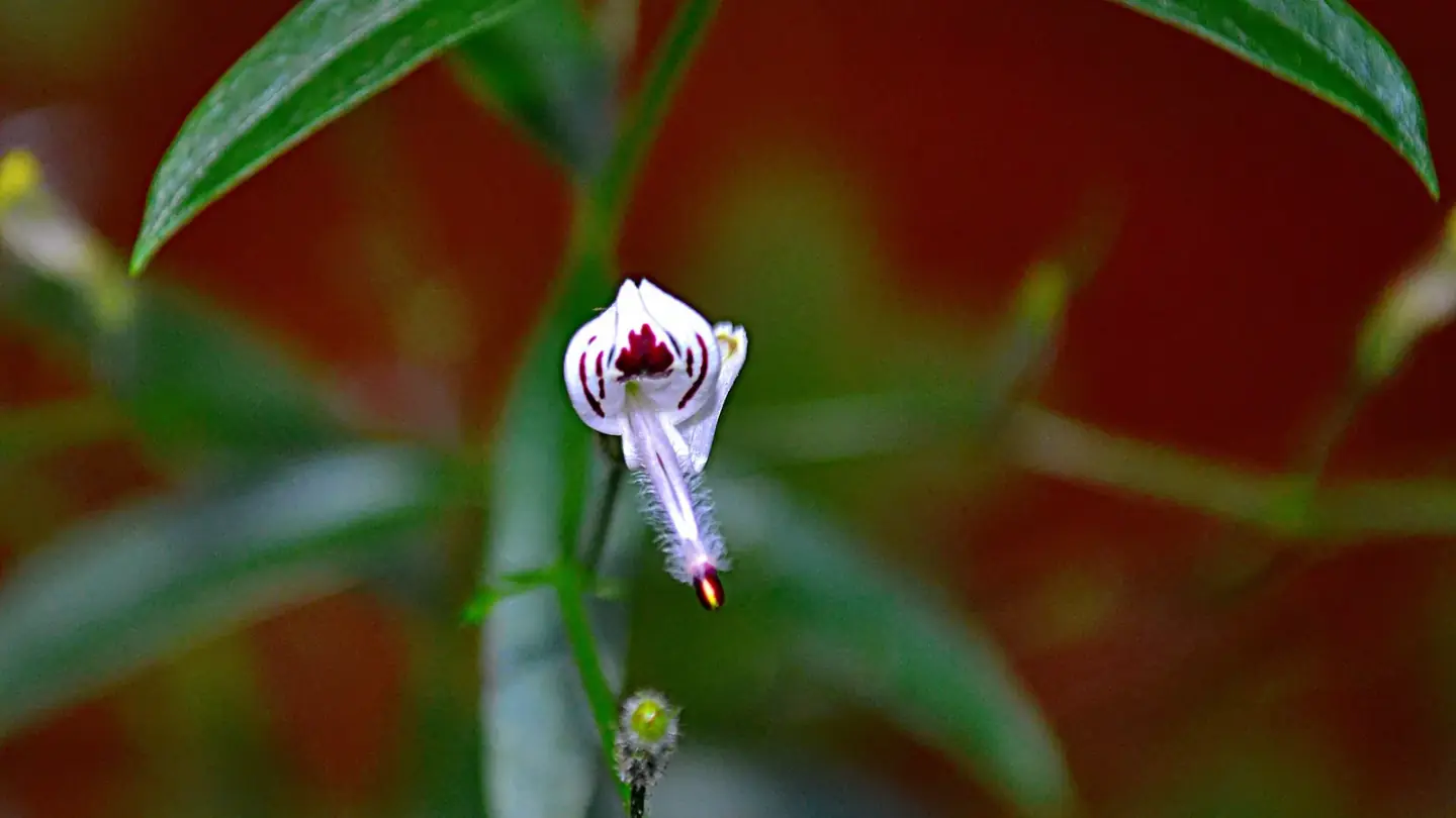 Green Chiretta (Andrographis paniculata) growing in conditions that show its characteristic leaves, stems, flowers, or harvest organ
