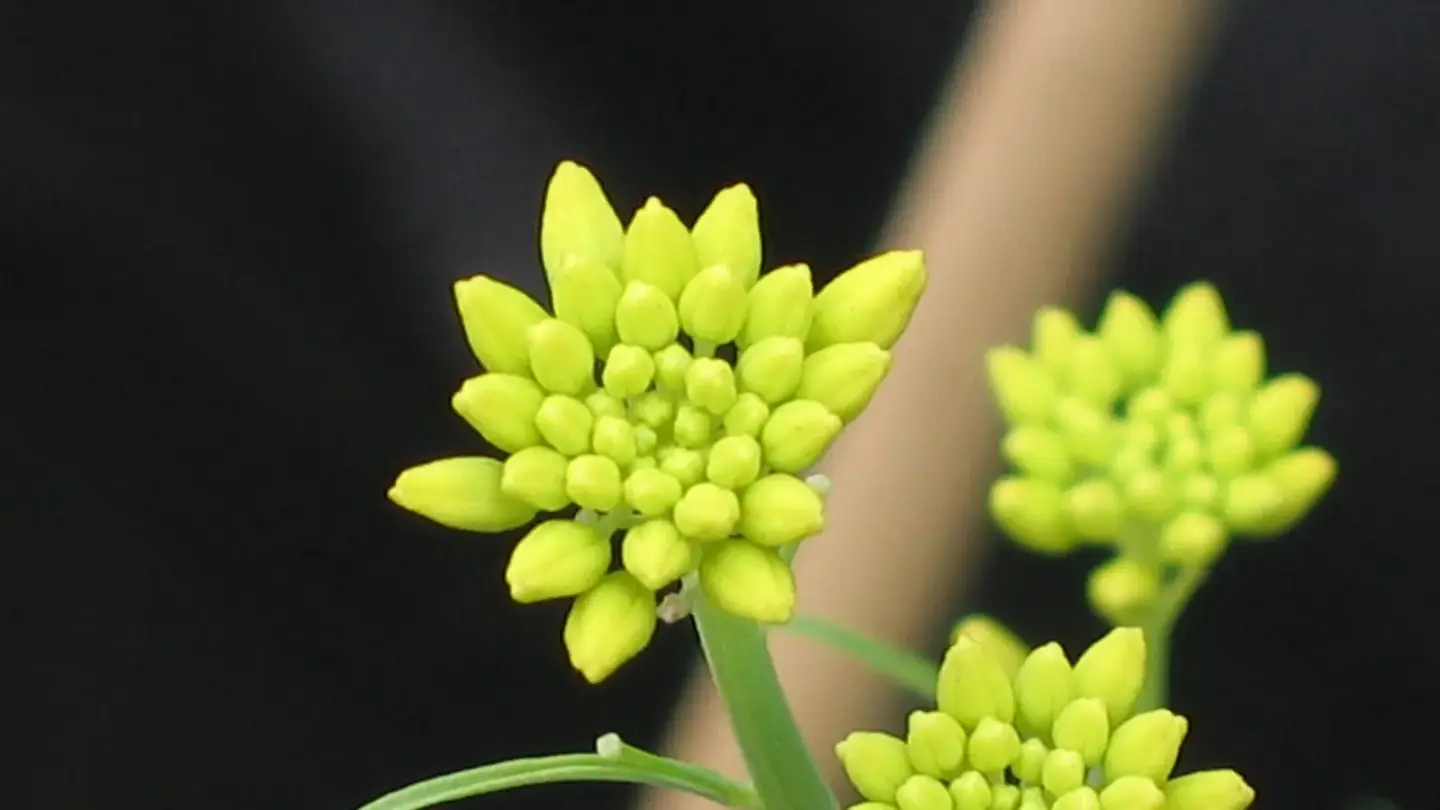 Green Mustard (Brassica juncea) growing in conditions that show its characteristic leaves, stems, flowers, or harvest organ