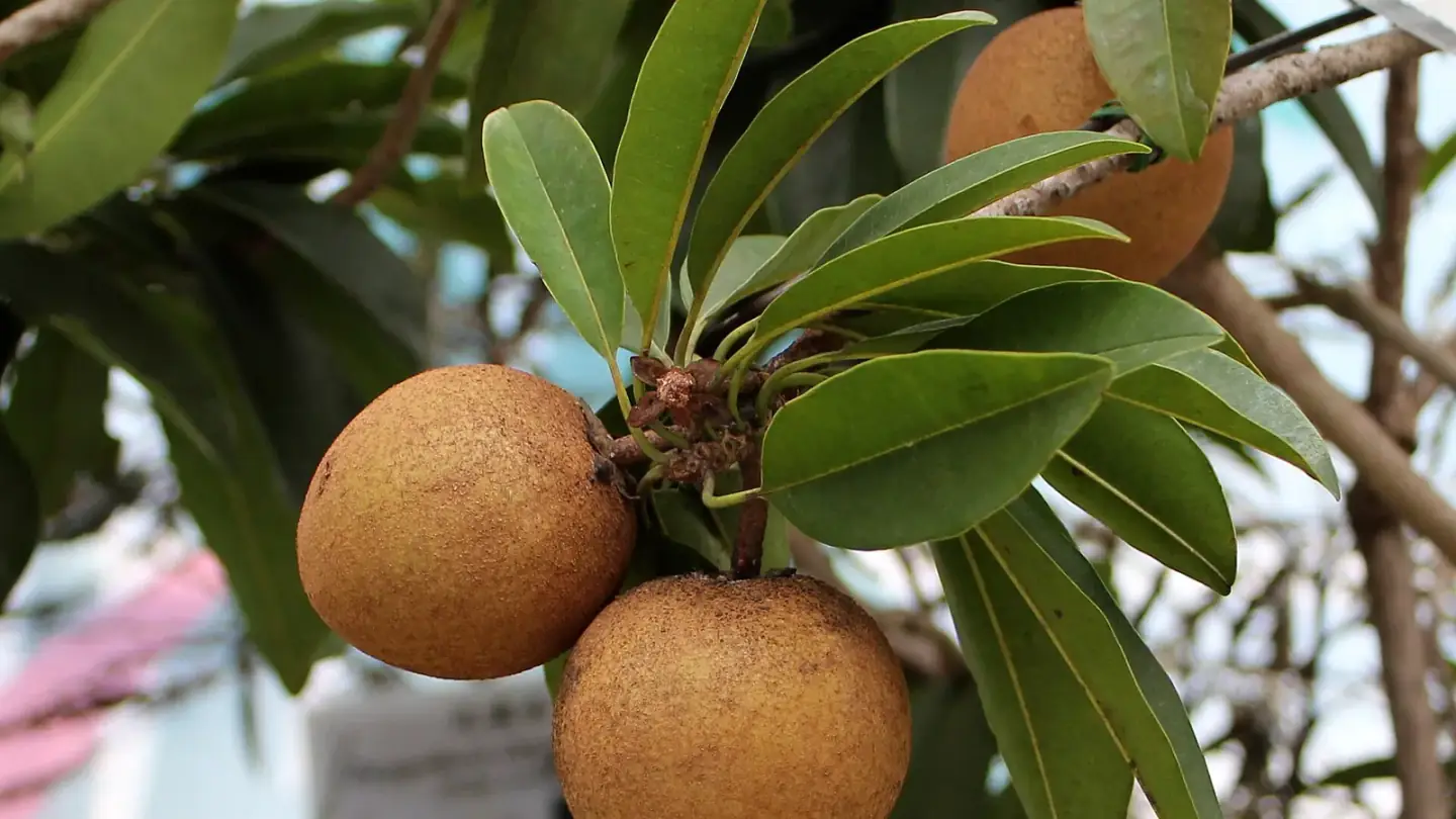 Sapodilla (Manilkara zapota) growing in conditions that show its characteristic leaves, stems, flowers, or harvest organ