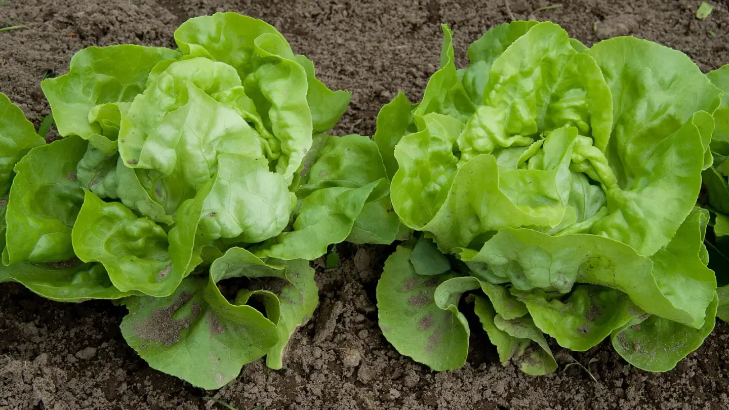 Lettuce (Lactuca sativa) growing in conditions that show its characteristic leaves, stems, flowers, or harvest organ