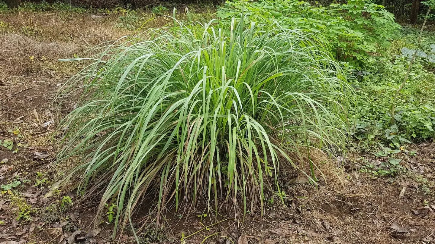 Lemongrass (Cymbopogon citratus) growing in conditions that show its characteristic leaves, stems, flowers, or harvest organ
