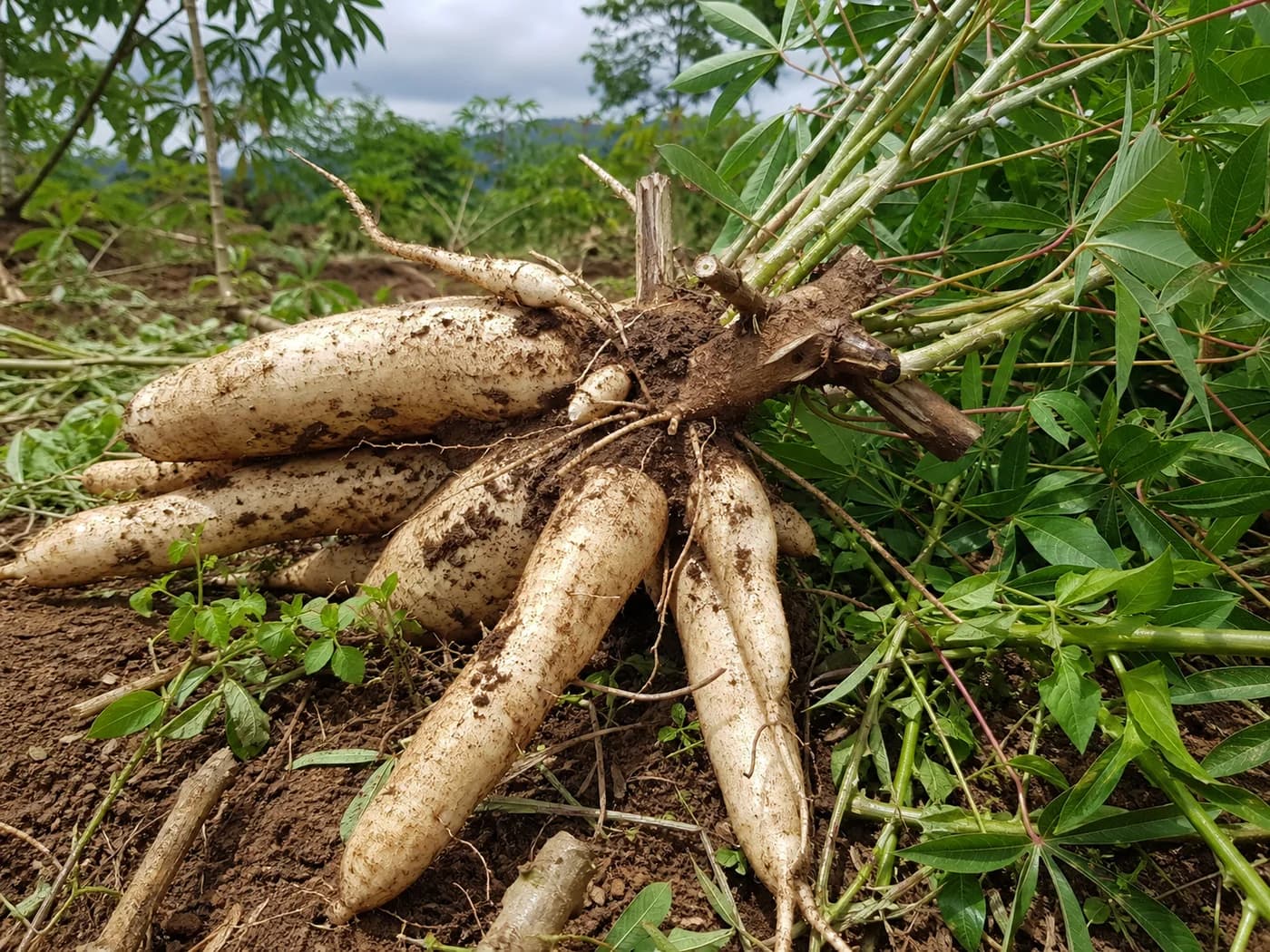 Cassava (Manihot esculenta) growing in conditions that show its characteristic leaves, stems, flowers, or harvest organ