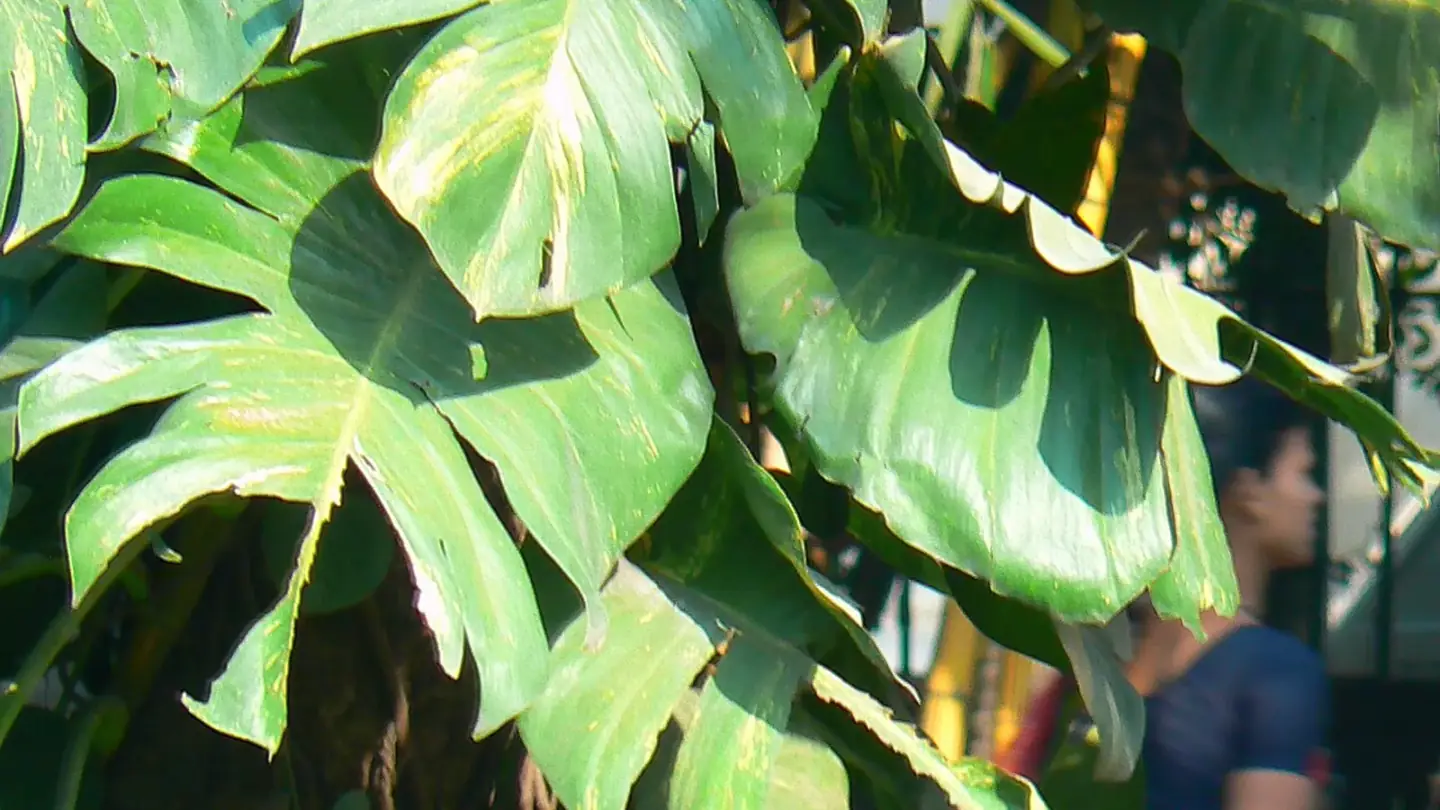 Golden Pothos (Epipremnum aureum) growing in conditions that show its characteristic leaves, stems, flowers, or harvest organ
