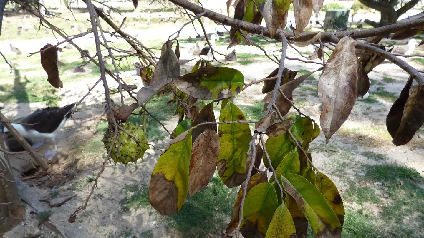Soursop (Annona muricata) growing in conditions that show its characteristic leaves, stems, flowers, or harvest organ